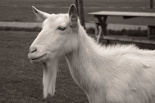 20130531-bearded goat.jpg